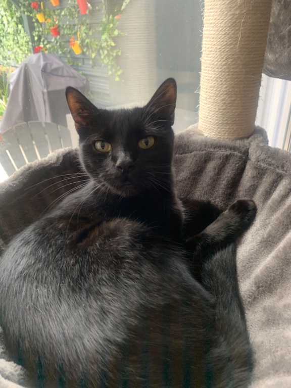 Pavarotti, chaton noir né le 01/04/2019 Bc999b10