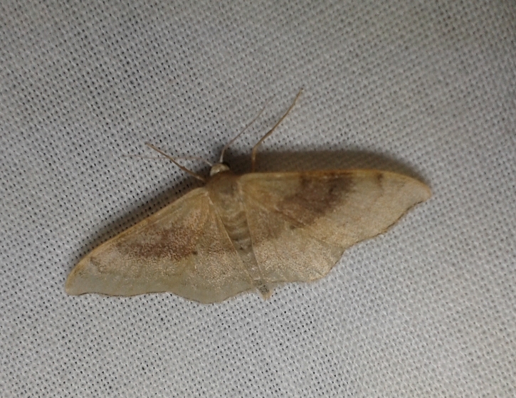 Degeneraria, encore! Idaea_11