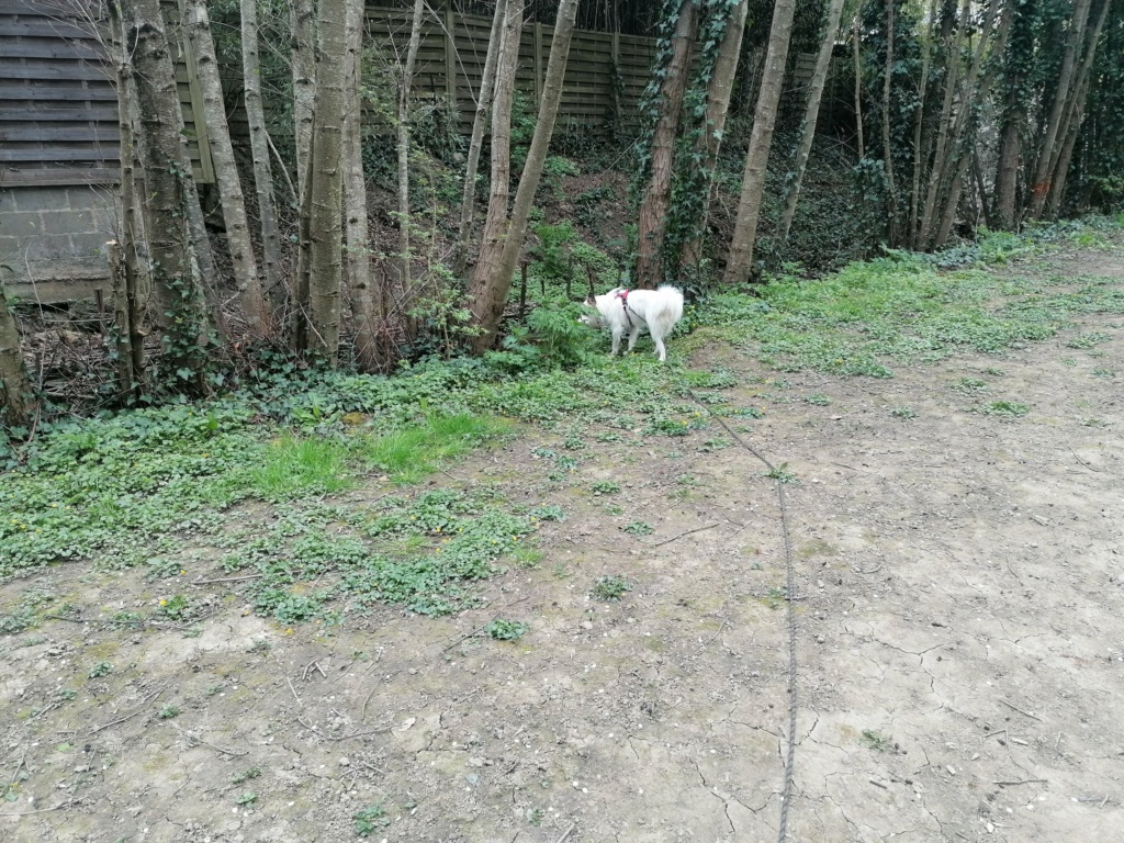 BOOMER - chiot mâle, de taille moyenne à l'âge adulte - né environ en mi juin 2020 - Adopté par Cindy et Gianni (49)  Img_2040