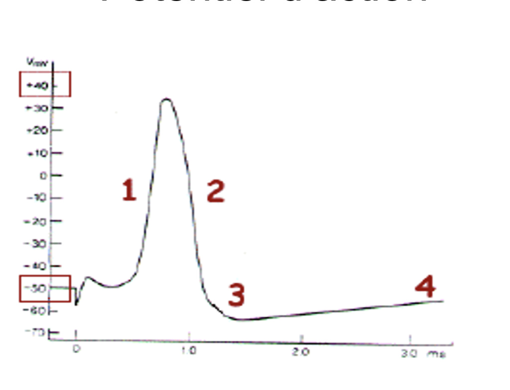 PRR , le neurone  Potent10