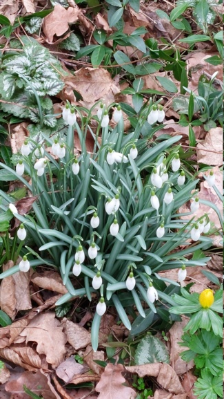 Erste Frühlingsboten im Garten und in Wald und Flur, Teil 2 - Seite 27 20230230