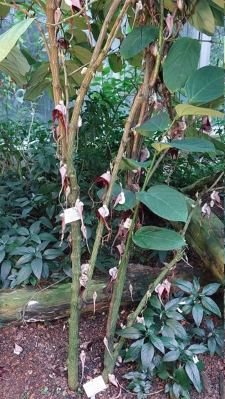 Osterluzeigewächse (Aristolochiaceae) 20230826