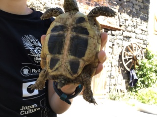 QUELLE EST LA RACE DE MES TORTUES Img_0524