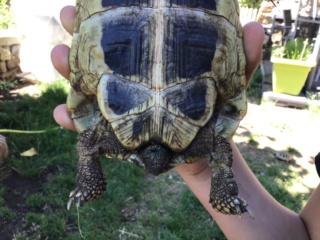 QUELLE EST LA RACE DE MES TORTUES Img_0532