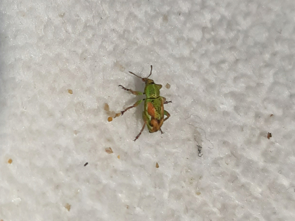 [Coniatus tamarisci] Charançon vert  20230711