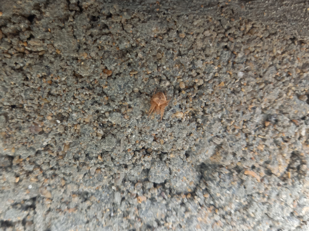 [Gibbaranea bituberculata] Identification d'une araignée 20231116
