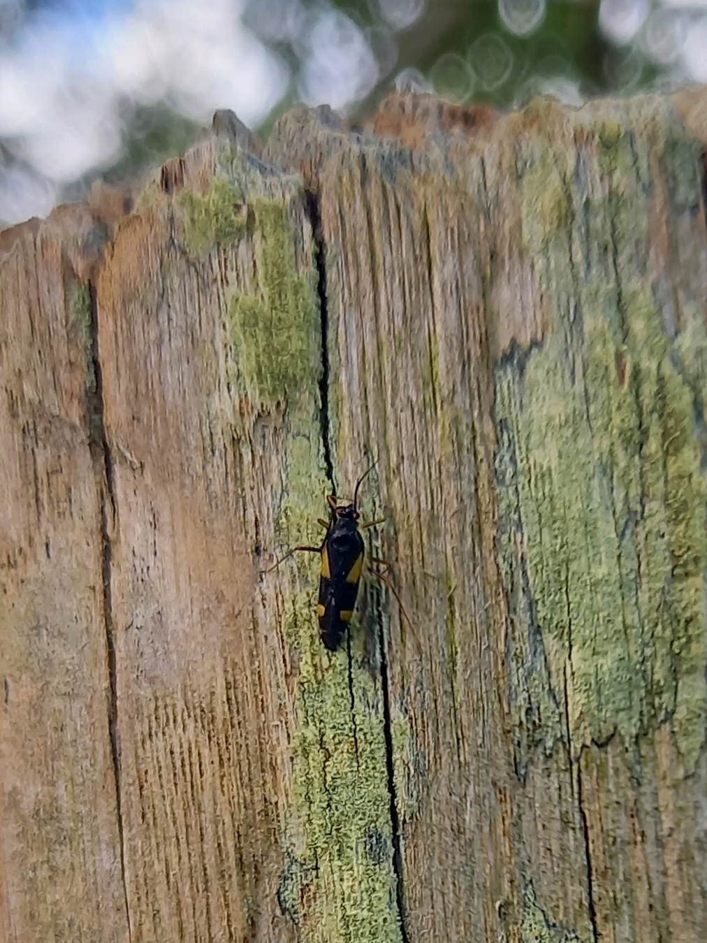 [Dryophilocoris flavoquadrimaculatus] A quel ordre d'insectes se référer ? 20240510