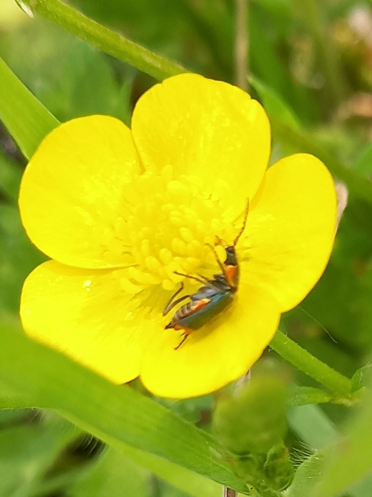 [Malachiidae] Anthomalachius strangulatus ? 20240528