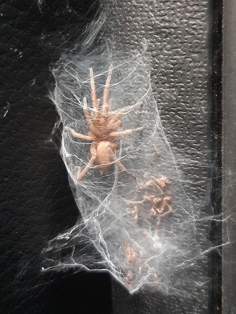 Araignée dans portière de voiture 20241111