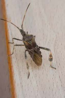 [Leptoglossus occidentalis] Quel Cerambycidae ? 54131110