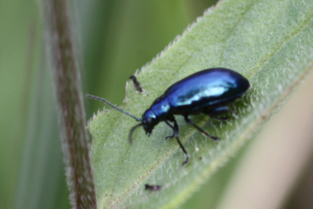 Chrysomelidae bleu/vert métallique Img_8013