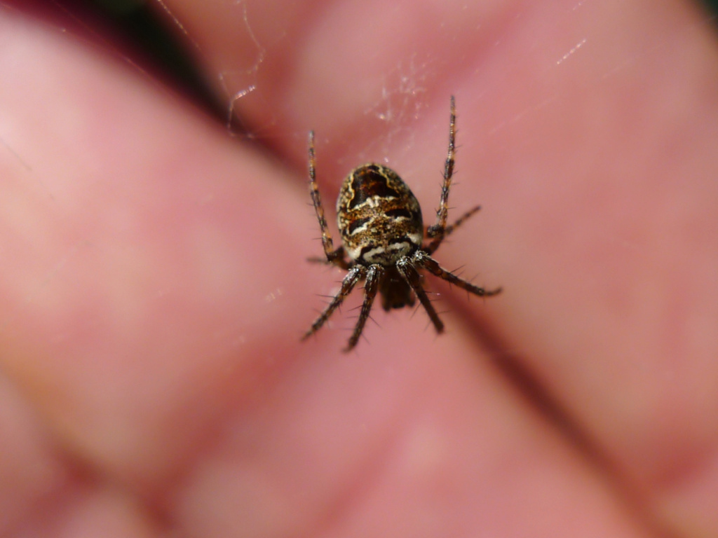 Arachnide - aide à l'identification P1560910