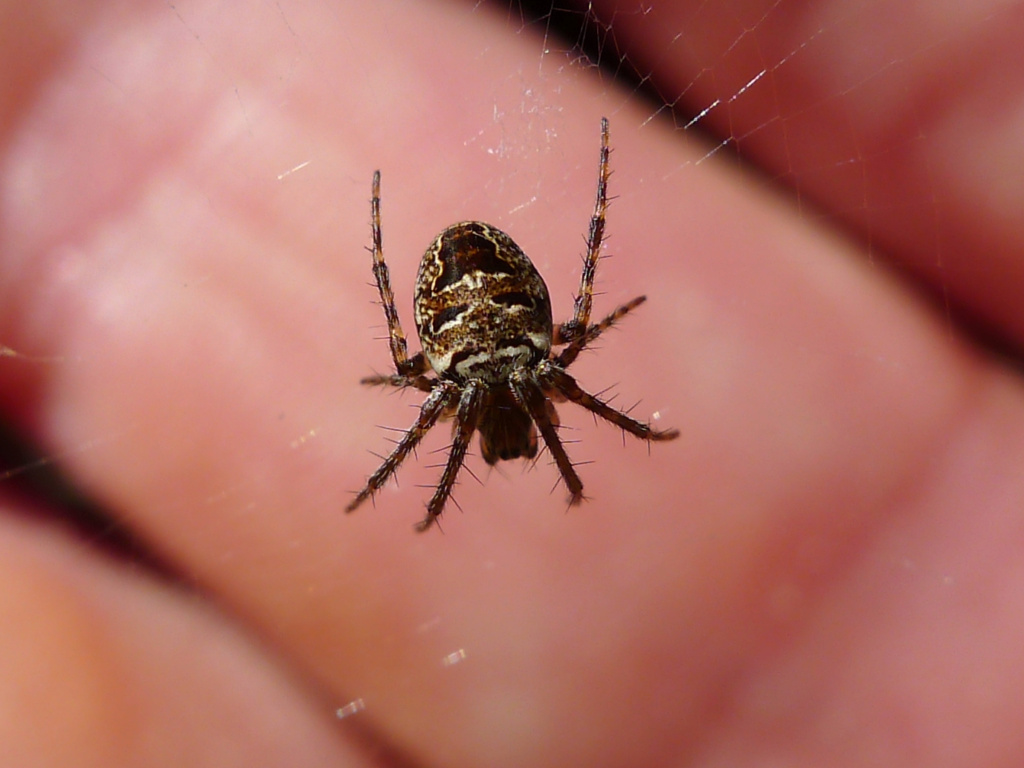 Arachnide - aide à l'identification P1560911