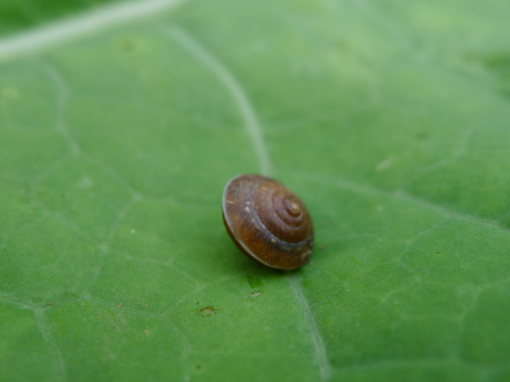 [Hygromia sp.] Une idée de cette espèce au potager P1570712