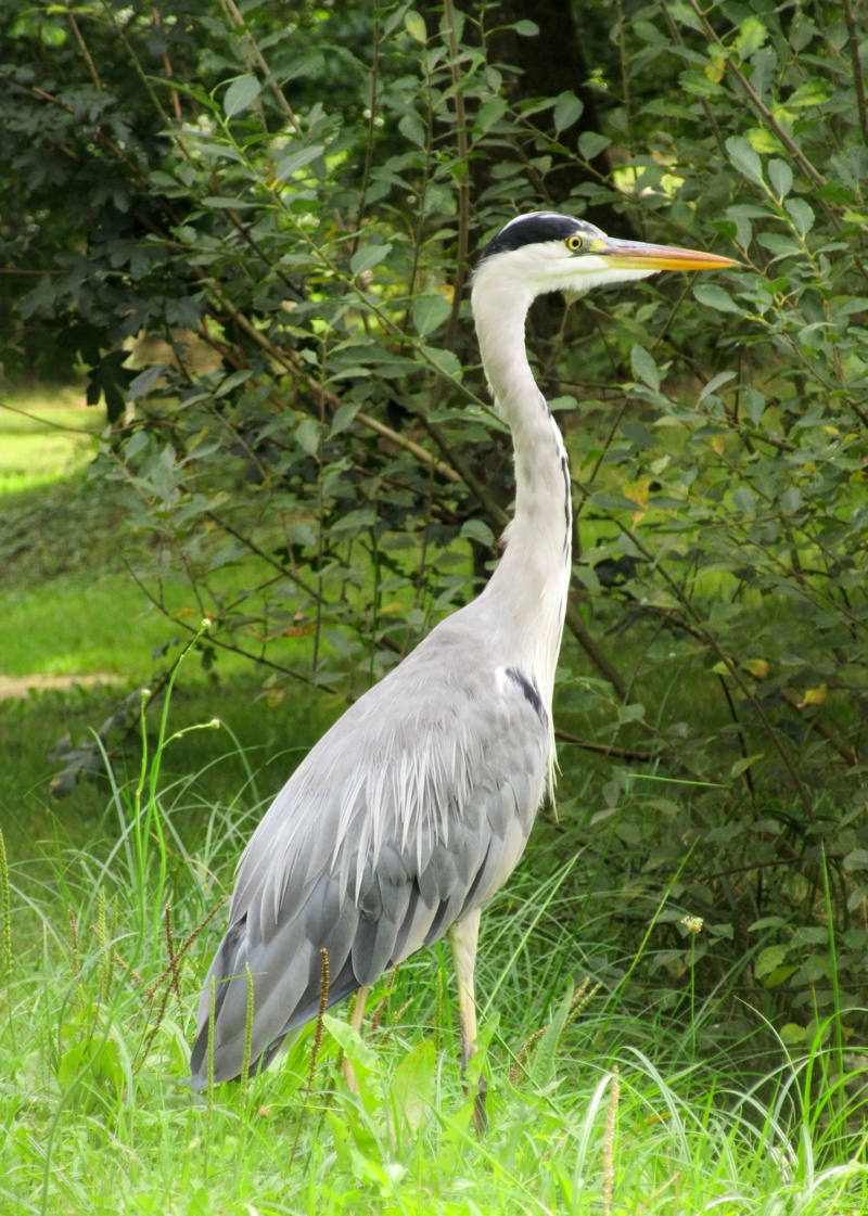 Un héron rencontré lors de ma ballade 20240912