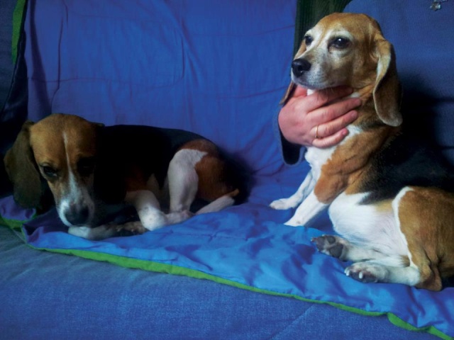 URGENT : deux beagles femelles 4 et 9 ans à placer en urgence ! 5391_110