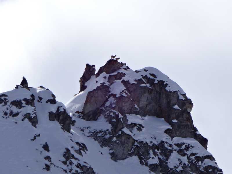 Ski-Alpinisme: Rando à la journée aux Louerettes (3069 m) Image020