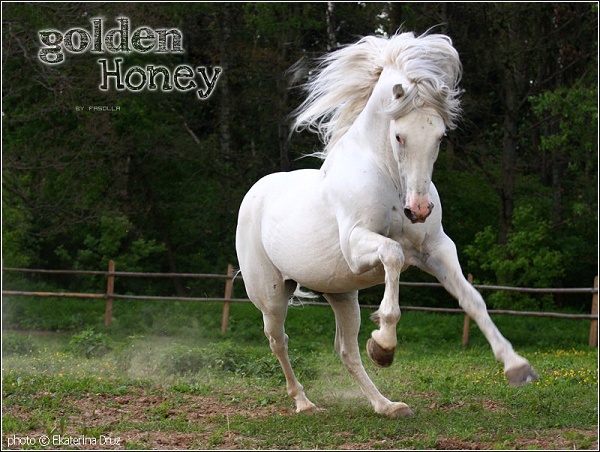 Golden Honey - Cheval - M - Etoiles  Golden10