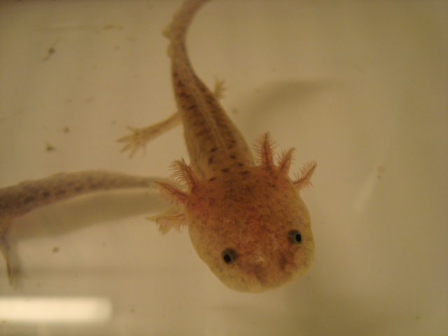 Reproduction Axolotl Dsc04810