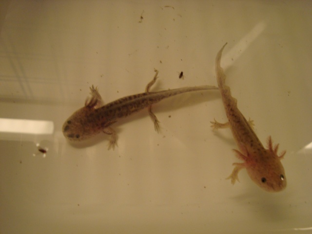 Reproduction Axolotl Dsc04811