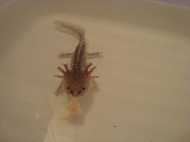 Reproduction Axolotl Dsc04812