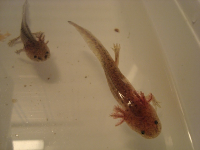 Reproduction Axolotl Dsc04813