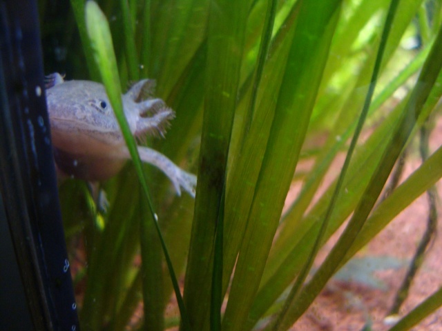 Reproduction Axolotl Dsc04915