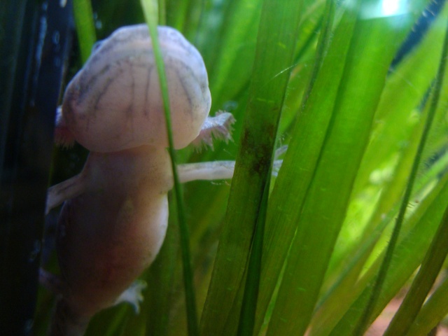 Reproduction Axolotl Dsc04916