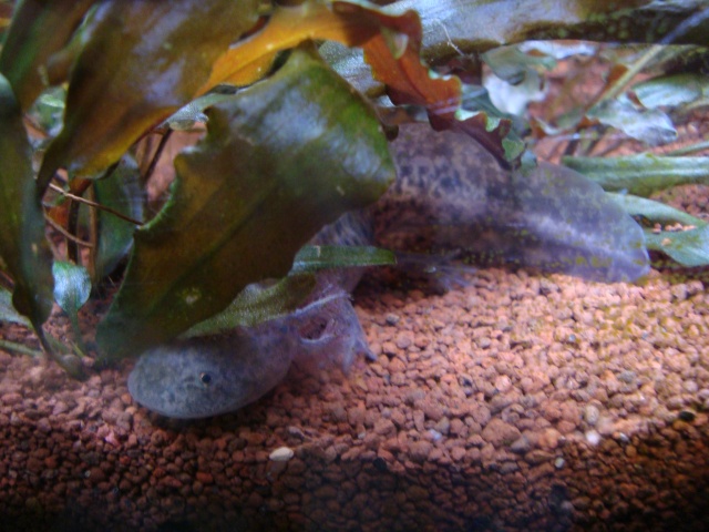 Reproduction Axolotl Dsc04918