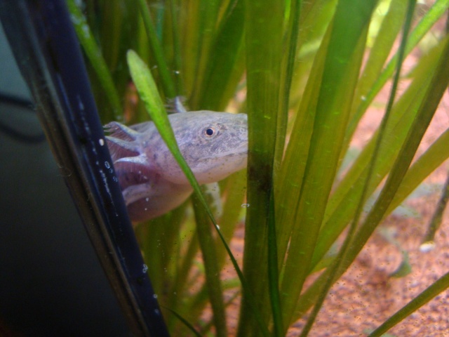 Reproduction Axolotl Dsc04919