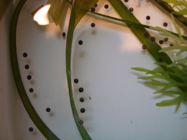 Reproduction Axolotl Dsc07211