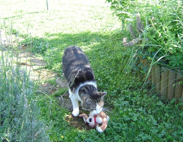 Chat Kleptomane