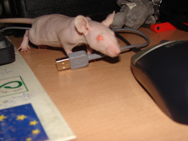 mes nouveaux rats : tout nus Dsc07119