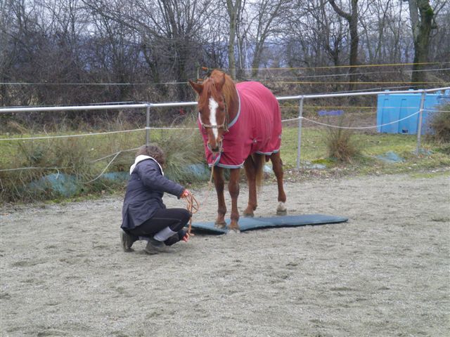 Rencontres clicker-training pour s'amuser ensemble... - Page 9 Imgp5610