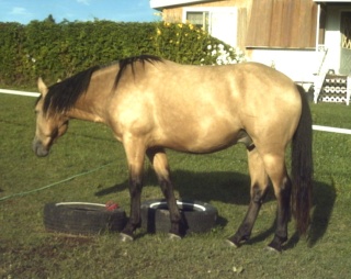 Spirit, quater horse et mon vieux pet de 23 ans! Pict0011