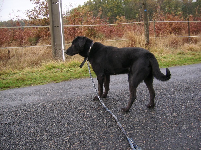 Hugo labrador mâle noir de 6 ans dpt 37 Hugo510
