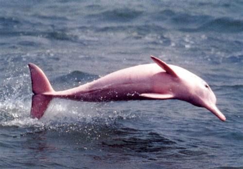 Le dauphin rose d’eau douce 6d37b110