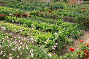 le jardin c'est maintenant fleur Potage10