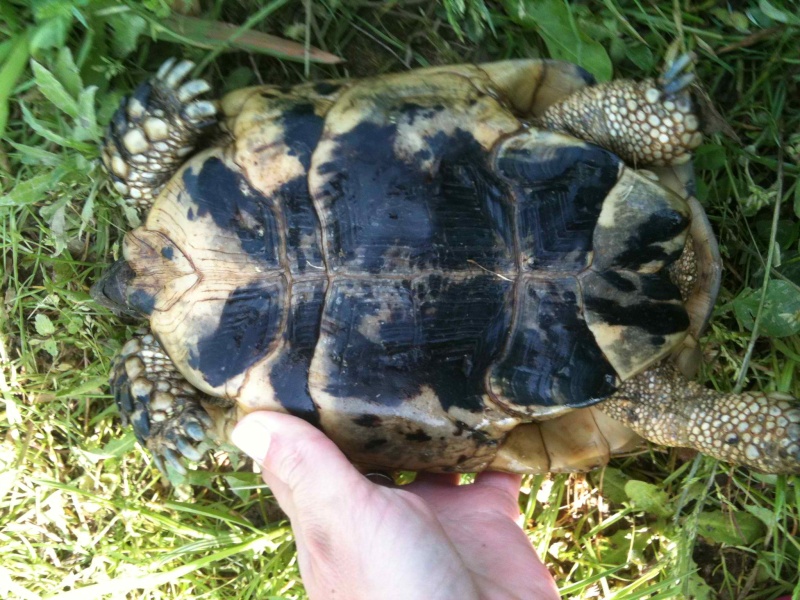 pouvez vous m'aider à identifier mes deux tortues? Graeca11