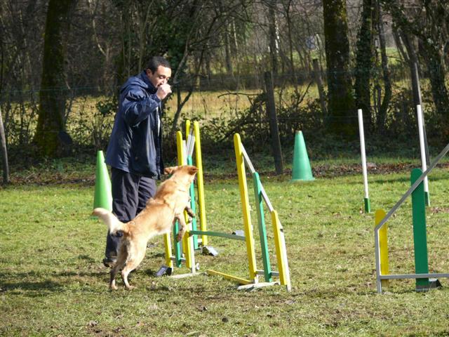 tina ulina cayenne en agility Cayen101