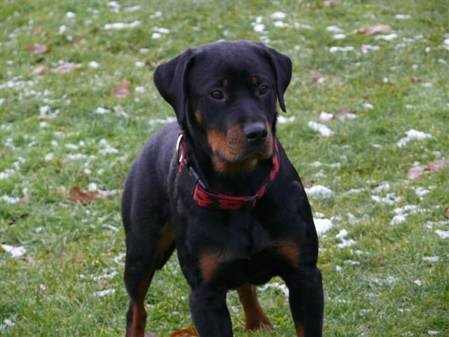 ulina 5 ans tina bientot 2 ans et cayenne 16 mois aujourdhui Cayen204