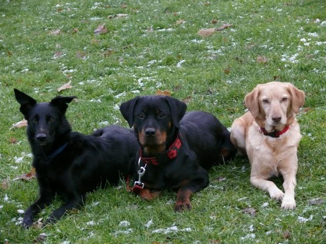 ulina 5 ans tina bientot 2 ans et cayenne 16 mois aujourdhui Cayen237