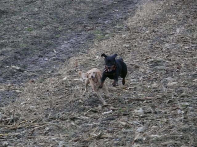 ulina 5 ans tina bientot 2 ans et cayenne 16 mois aujourdhui Cayen300