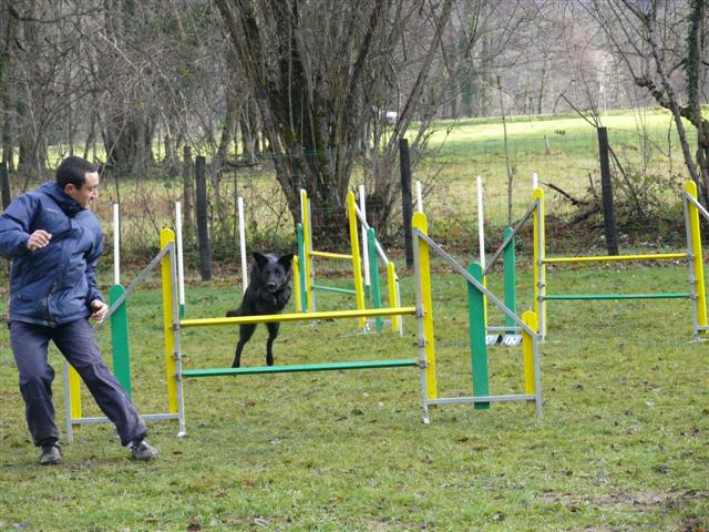 tina ulina cayenne en agility Cayenn67