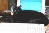 Perdu début octobre à Colomiers, chat noir Titi-c10