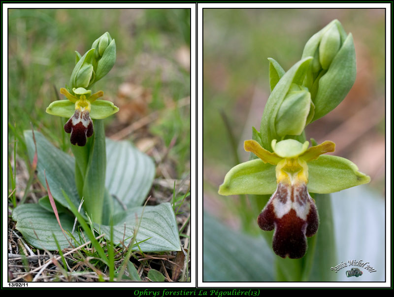 Ophrys (Pseudophrys) forestieri ( ex-lupercalis ) 03_mg_10