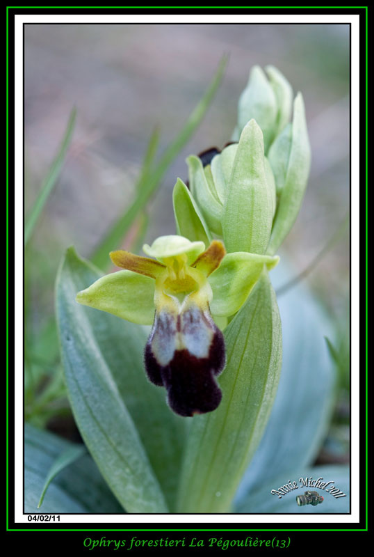 Ophrys (Pseudophrys) forestieri ( ex-lupercalis ) _mg_3216