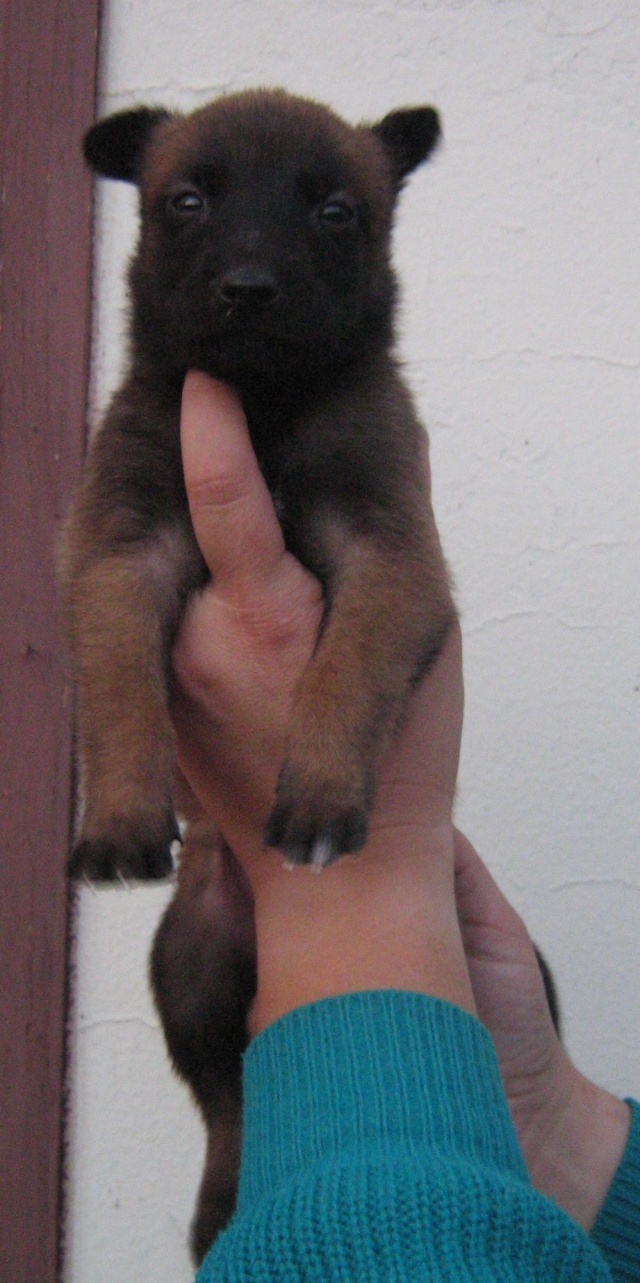 CHIOTS MALINOIS NES LE 23 OCTOBRE Femell15