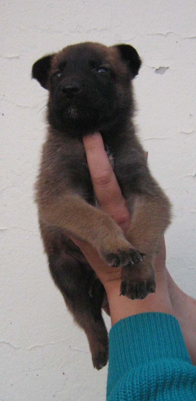 CHIOTS MALINOIS NES LE 23 OCTOBRE Male_710