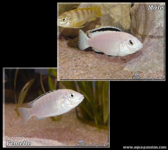 Petite fiche sur les labidochromis 03_lab10
